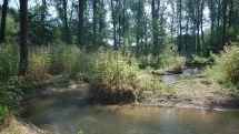 Zurück zur Natur: Alme darf bei Büren-Ringelstein wieder Fluss sein